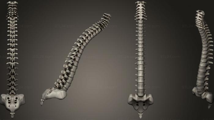 Анатомия скелеты и черепа (Анатомия7, ANTM_0224) 3D модель для ЧПУ станка